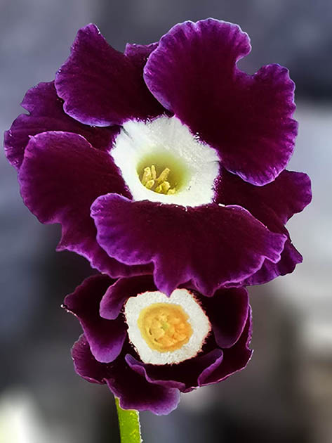 Primula auricula hybrids